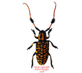 Aristobia approximator (Thailand)